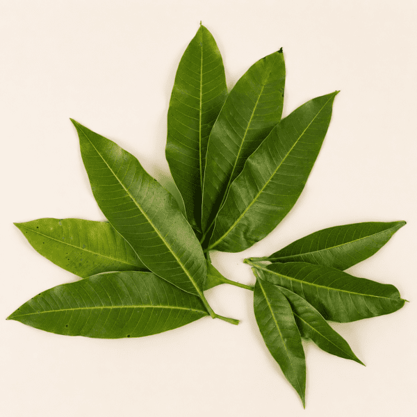 Mango Leaves (1 bunch)